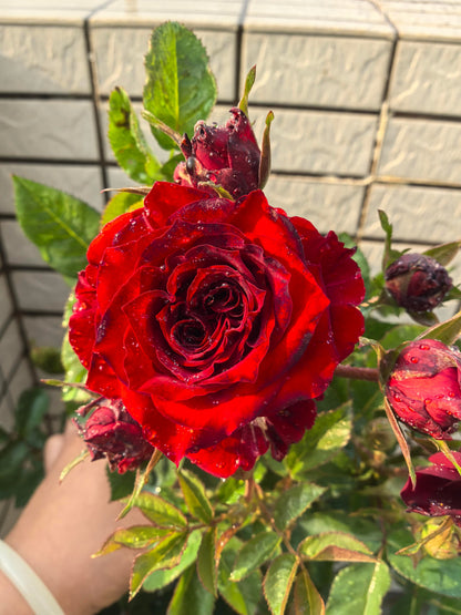 Rose ’ Red Velvet ｜ 红丝绒