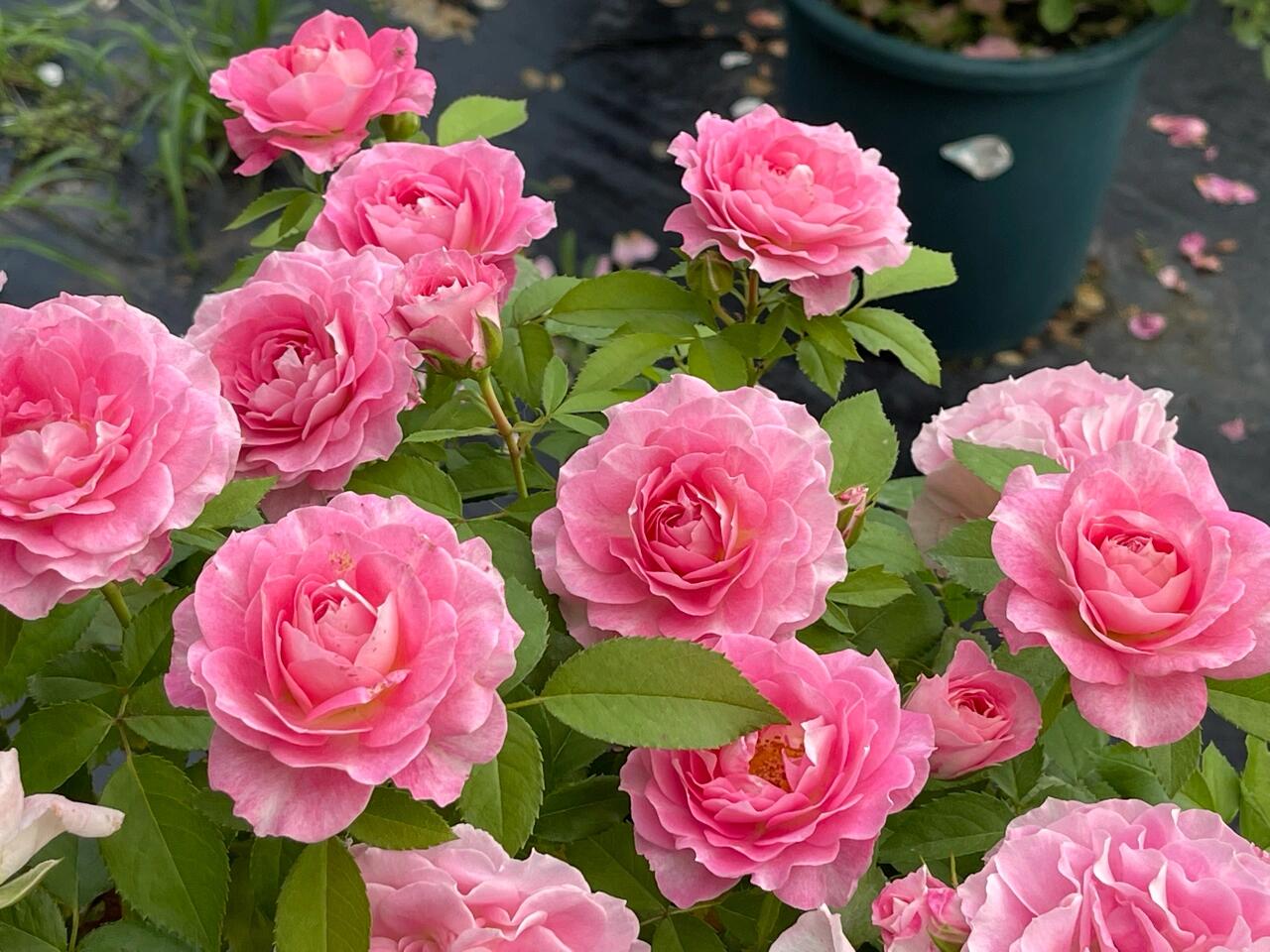 Popular Rose  ‘ Neptune King Terrazza | 海神王 ’