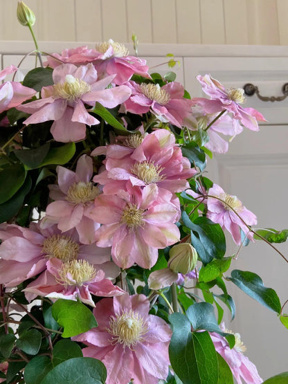 Clematis ‘’Little Mermaid | 小美人鱼‘’