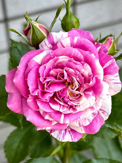 Rose  ’ Scented Jewel｜センティッドジュエル ｜芬芳宝石