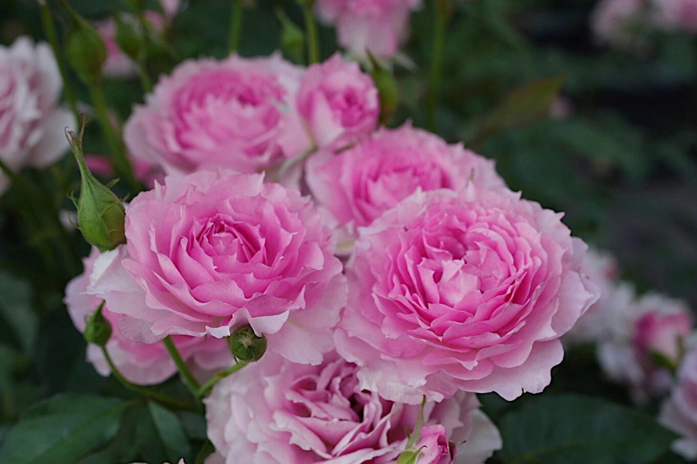 Rose  'Doniazade | 粉天方夜谭 '