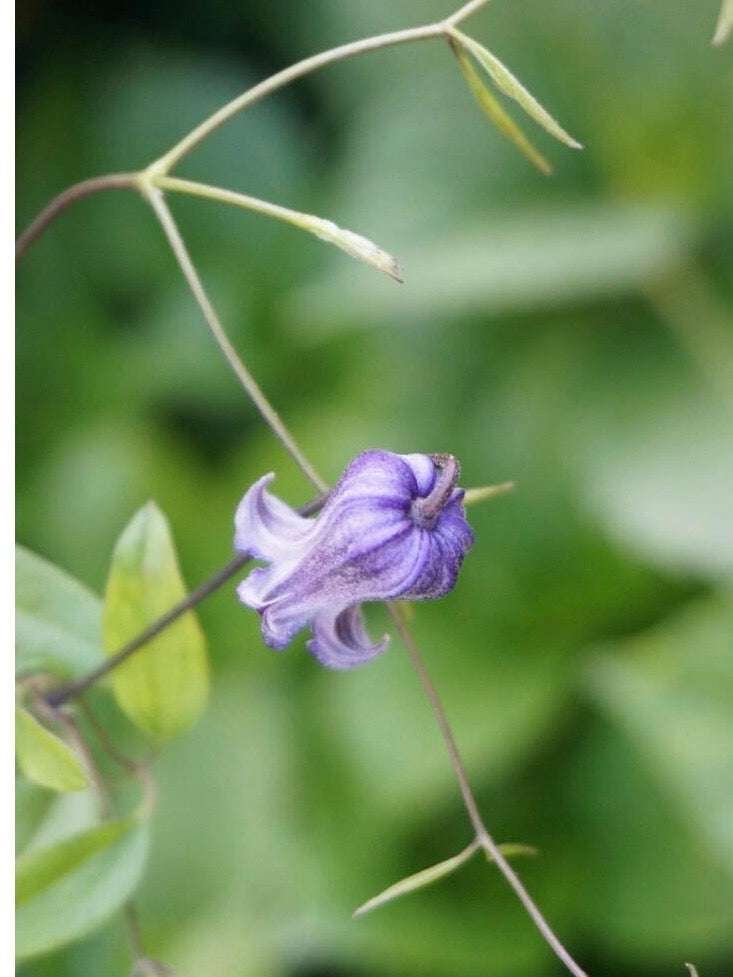 Rooguchi Clematis ‘’Sumire｜堇‘’