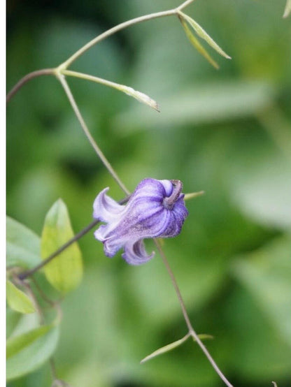 Rooguchi Clematis ‘’Sumire｜堇‘’