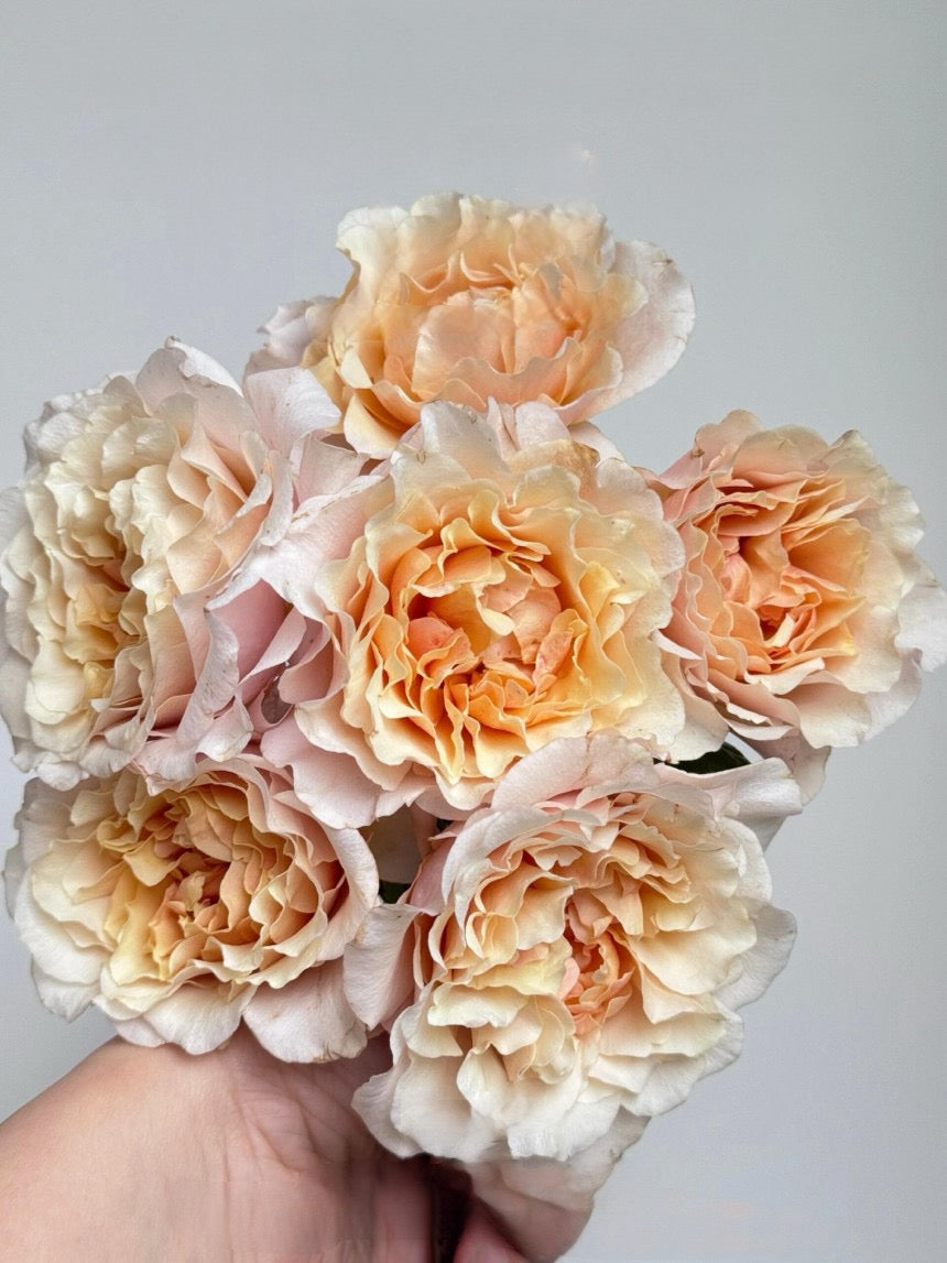 Rosa ’ Ben Weatherstaff｜ ベン ウェザースタッフ|   园丁老班 - New Variety 2020