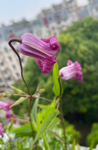 Clematis ‘’Princess Red| 绯红公主‘’