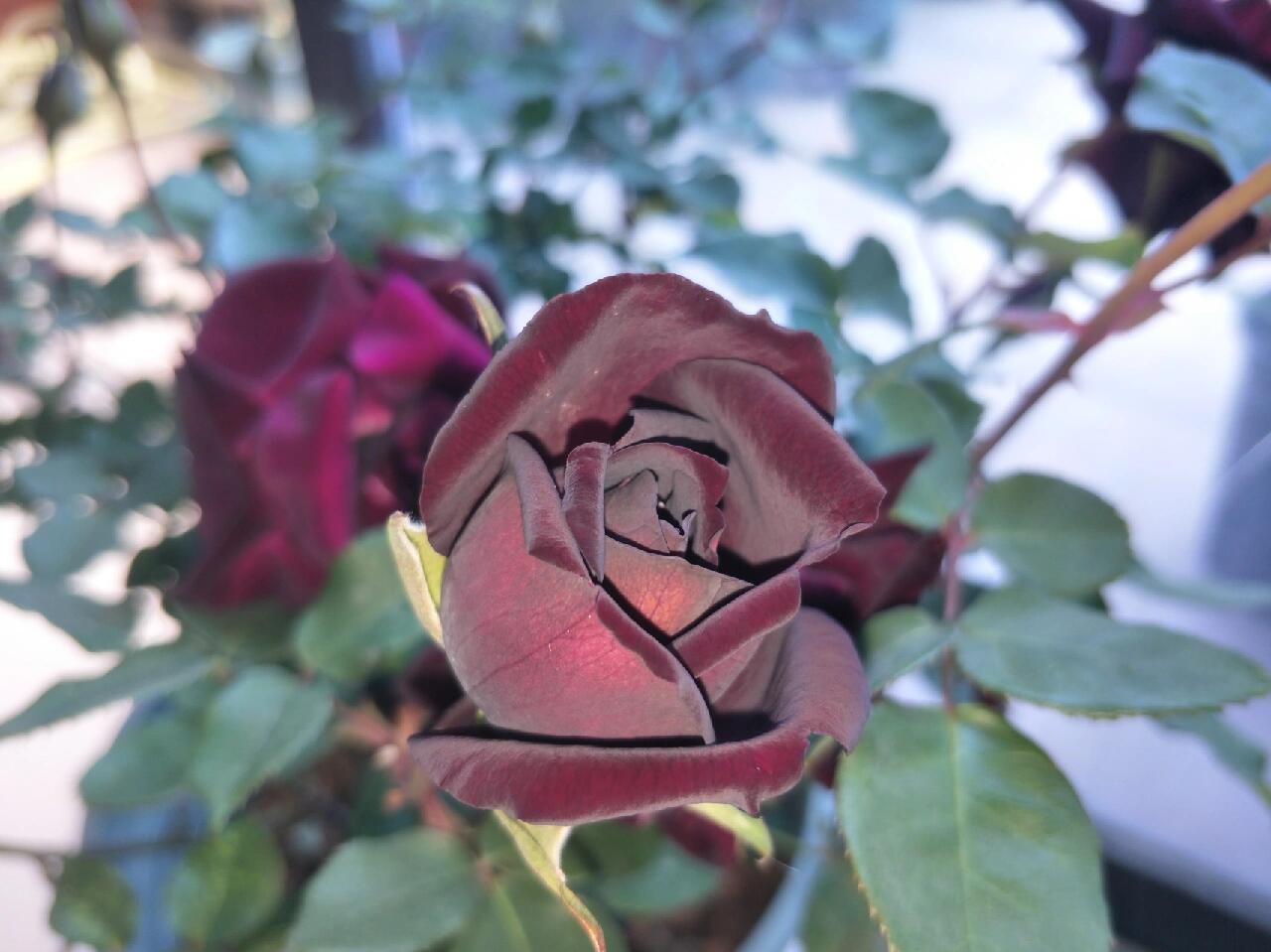 Rose  ‘ Louis XIV｜ルイ14世 ｜路易十四