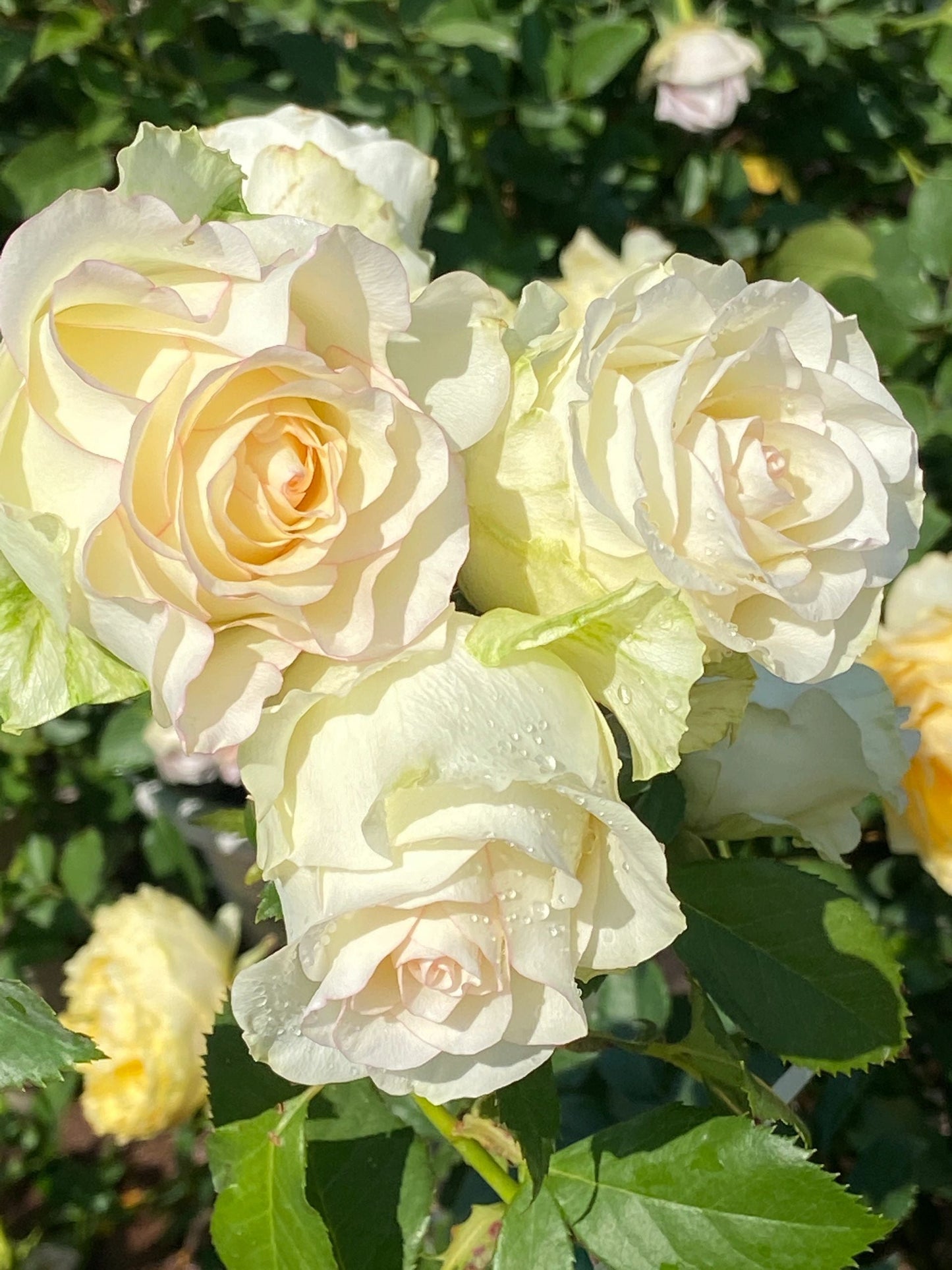 Rose  ’ White Jumilia ｜白艾莎