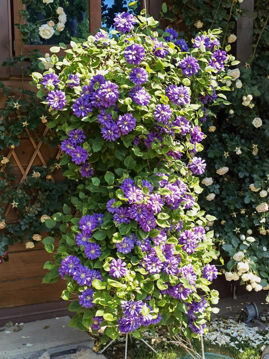 Clematis ‘’Kiri Te Kanawa｜- LivePlant｜卡瓦娜‘’