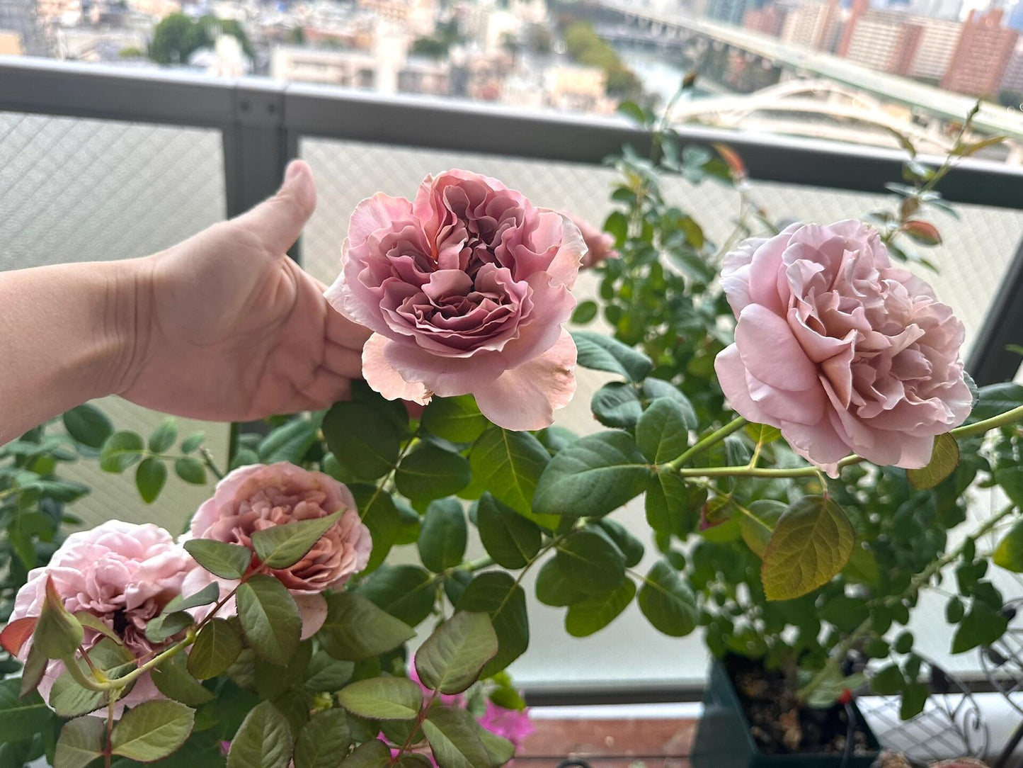 Rose ‘ Caffe Latte  ｜拿铁咖啡‘