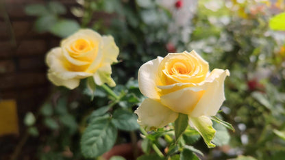 Rose  ’ Shell｜ 贝壳