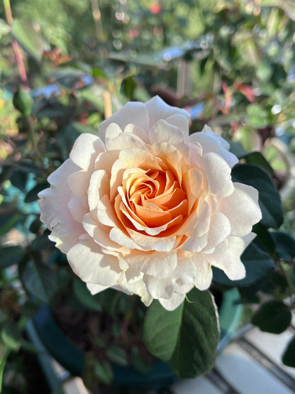 Rosa ’ Ben Weatherstaff｜ ベン ウェザースタッフ|   园丁老班 - New Variety 2020