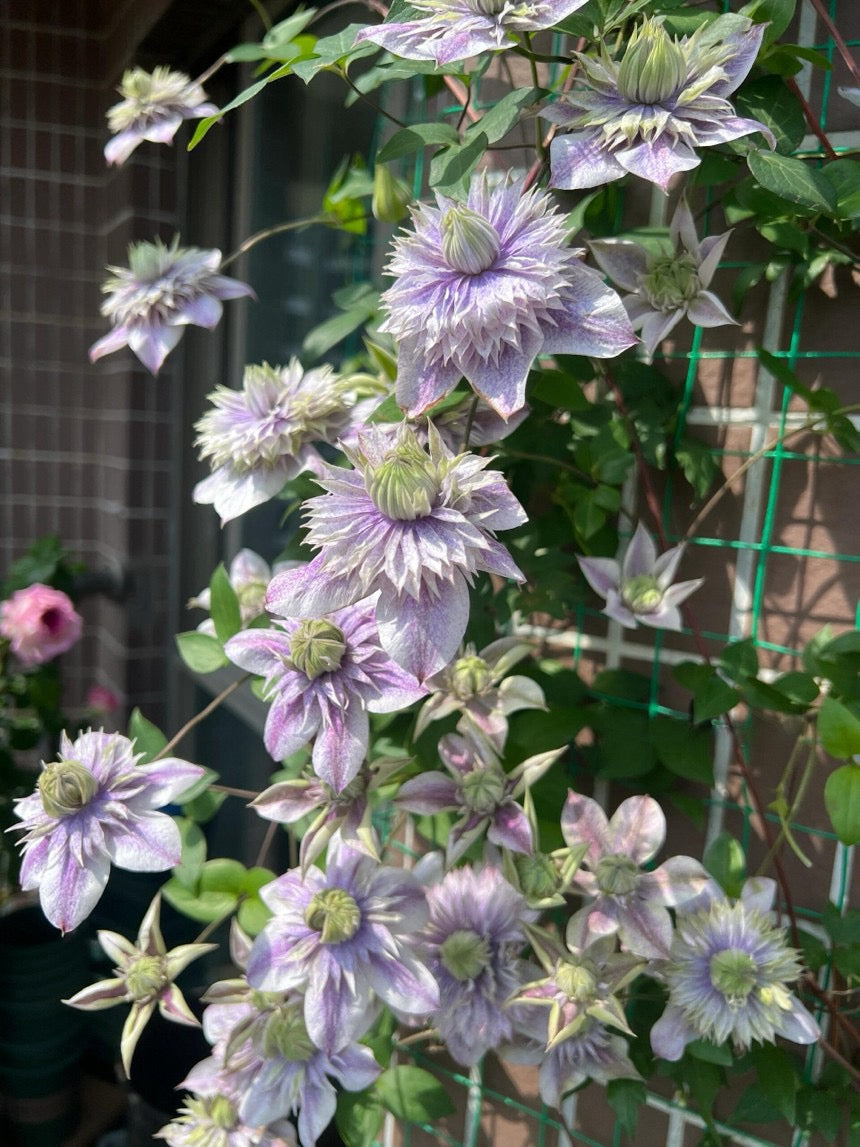 Clematis'' Minamonoyousei | みなもようせい| 水面妖精''