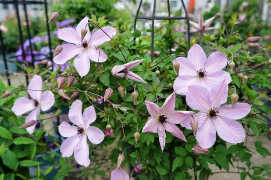 Clematis ‘’Fairy Dust| 仙尘‘’