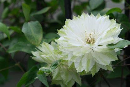 Clematis ‘’Shiko Yukiokoshi｜ゆきおこし｜雪妆‘’