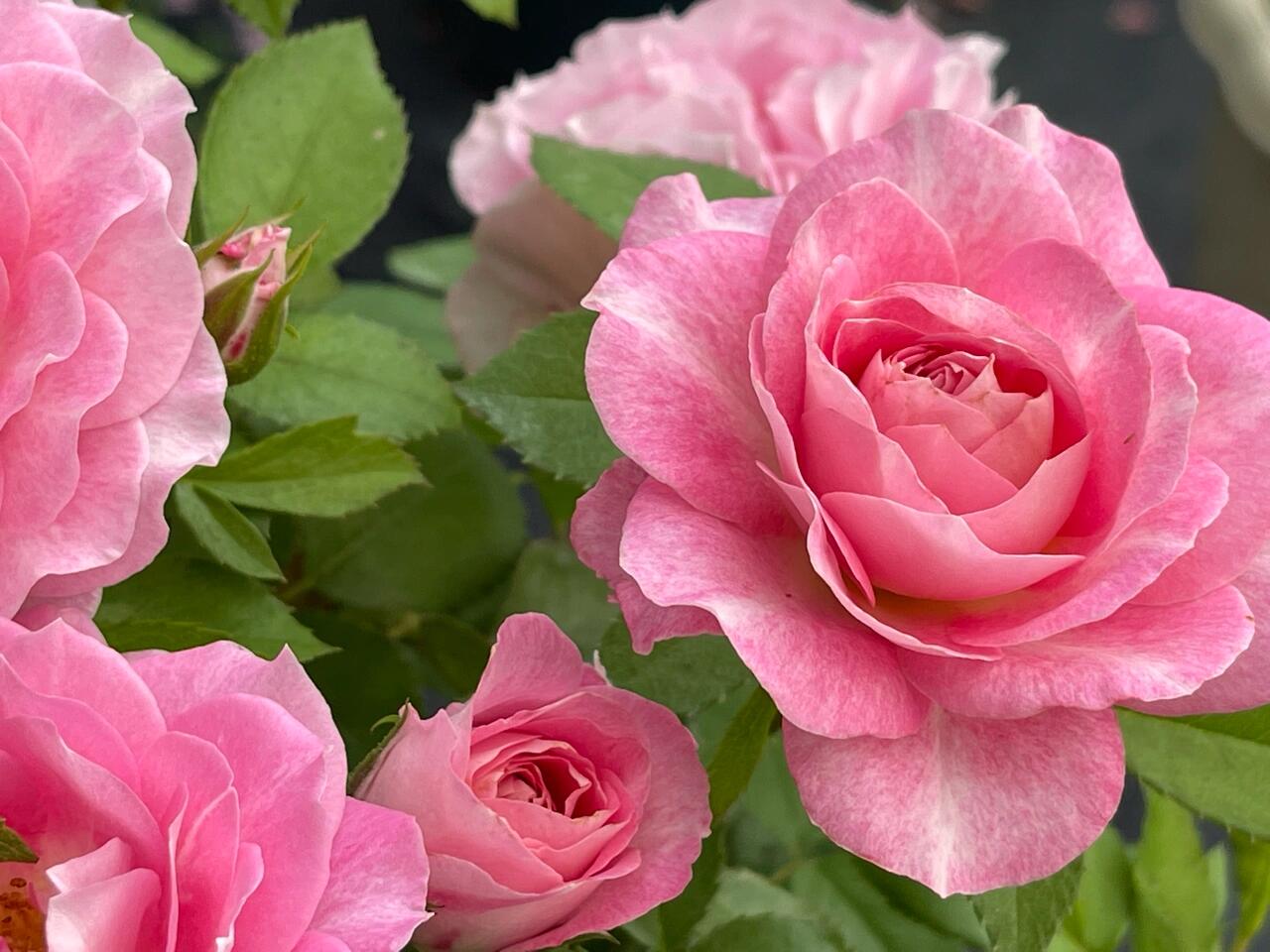 Popular Rose  ‘ Neptune King Terrazza | 海神王 ’