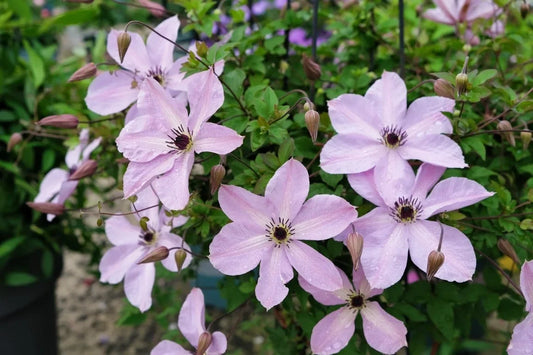 Clematis ‘’Fairy Dust| 仙尘‘’