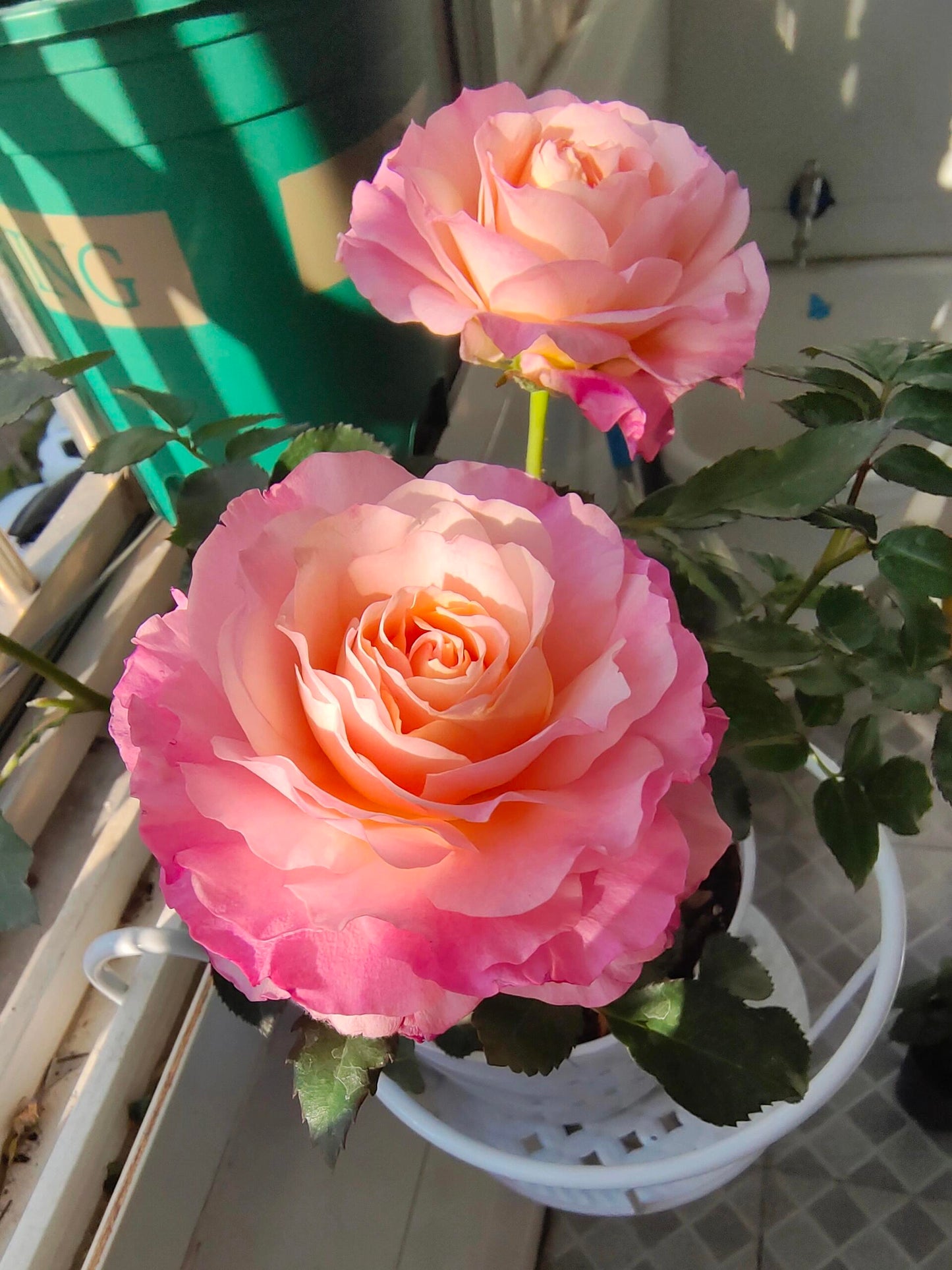 Popular Rose  ‘ Neptune King Terrazza | 海神王 ’