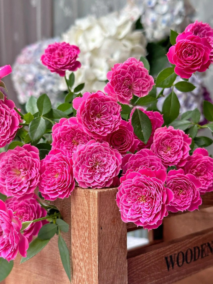 Shrub Rose 'Marriotta | 马里奥塔 '