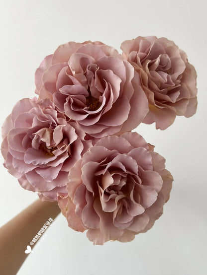 Rose ‘ Caffe Latte  ｜拿铁咖啡‘