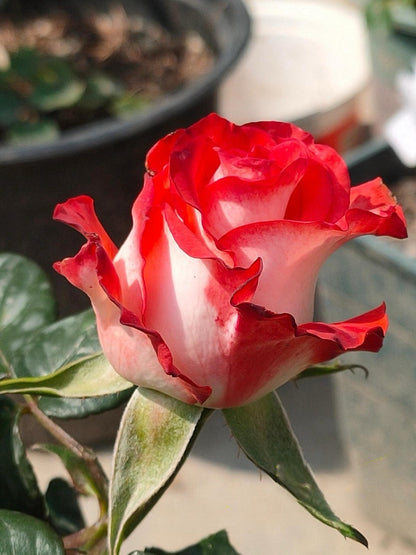 Rare Rose  ’ Yashica｜切花胭脂扣 ｜雅西卡 - New variety