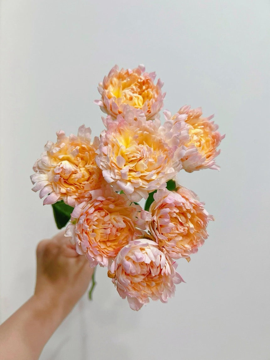 Rare Rose  ‘ Peach Anemone ｜桃子海葵 - New Variety 2023