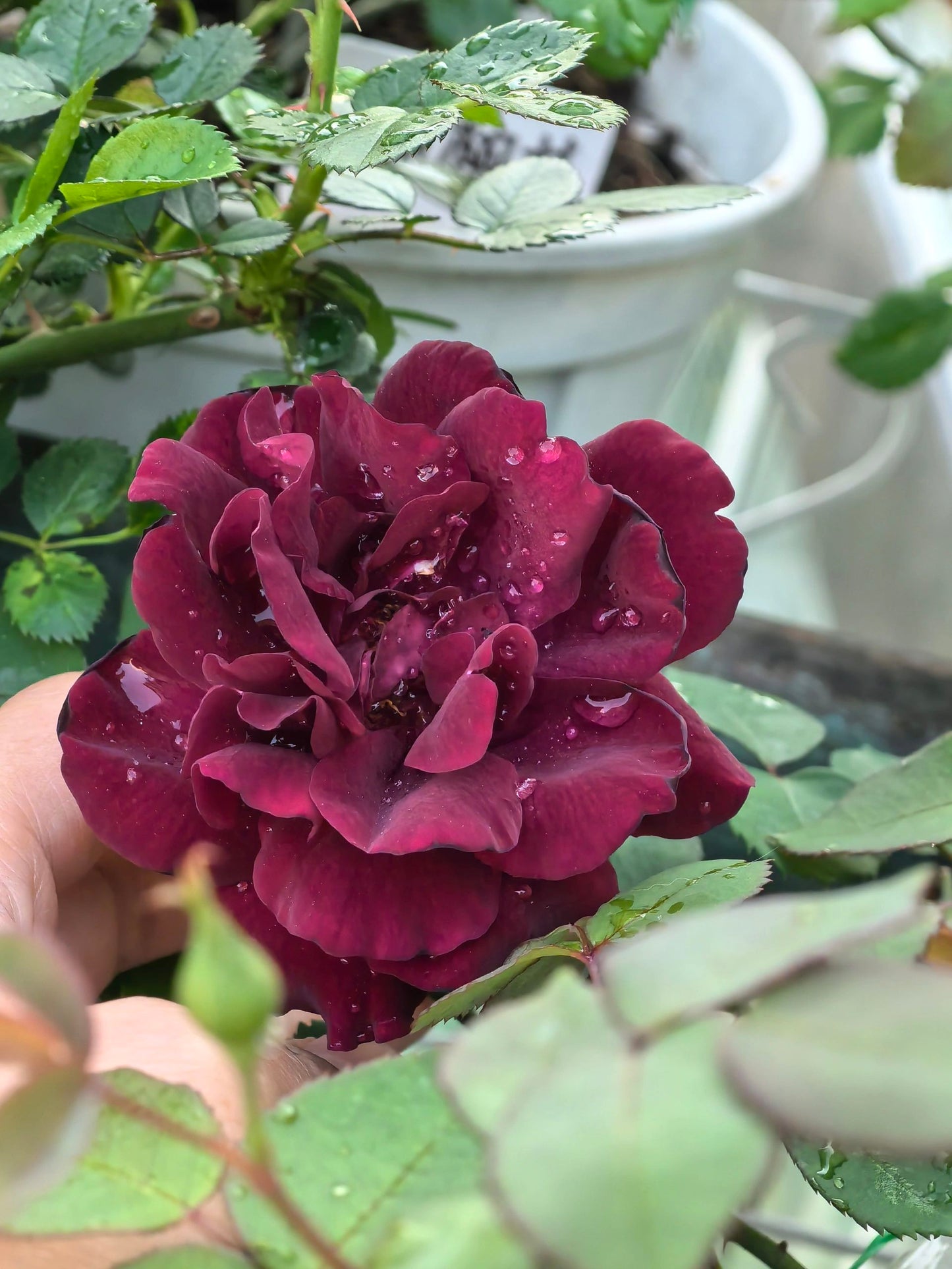 Rose  ‘ Louis XIV｜ルイ14世 ｜路易十四