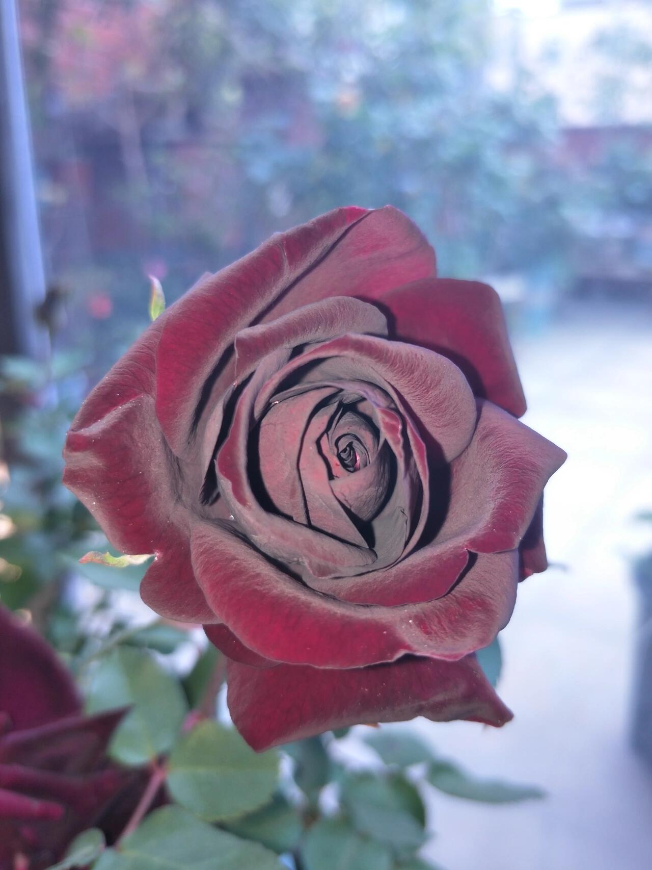 Rose  ‘ Louis XIV｜ルイ14世 ｜路易十四