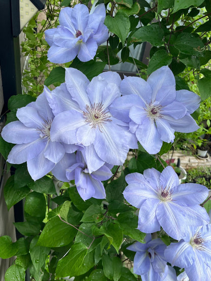 Clematis ‘’Blue Cotillion｜蓝色龙沙舞‘’