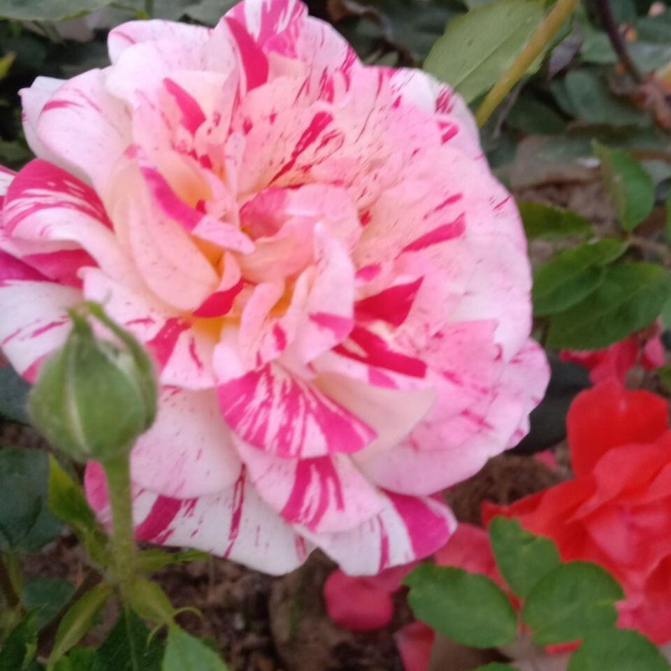 Striped Rose  ’ All American Magic ｜全美魔术
