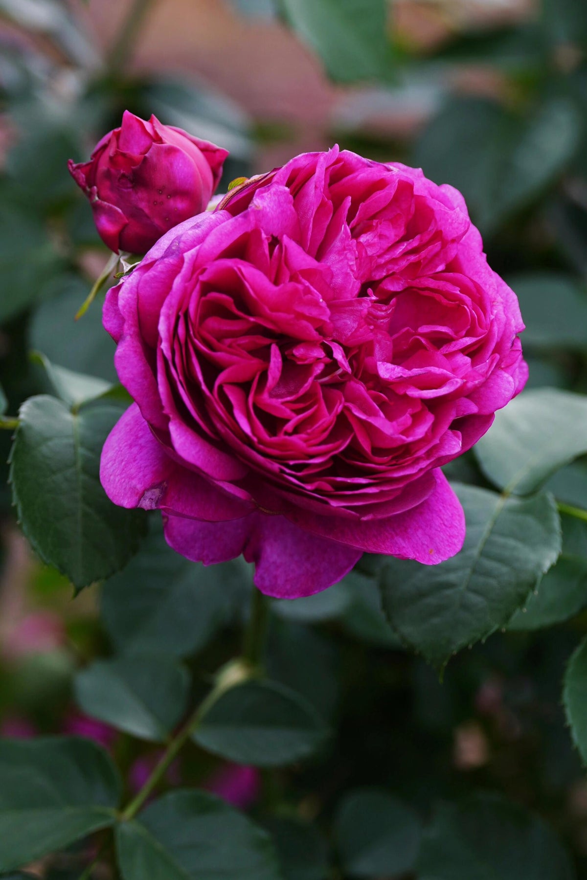Rose  ‘ Ci Xuan| 慈萱|  - New Variety 2020