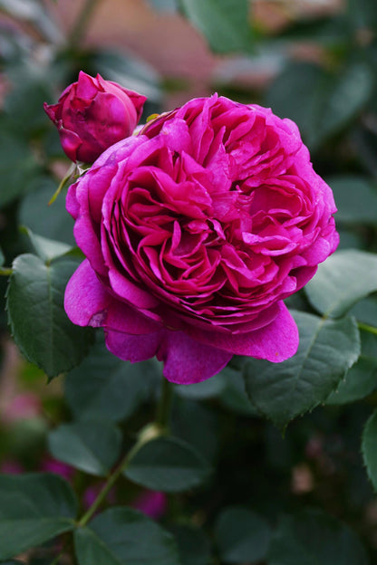 Rose  ‘ Ci Xuan| 慈萱|  - New Variety 2020