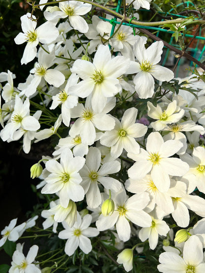 Clematis ‘’Avalanche｜雪崩‘’