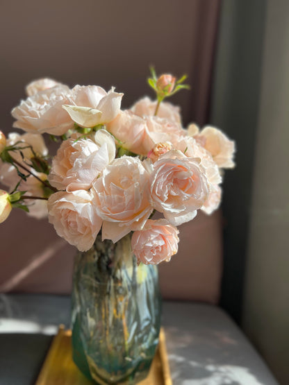 Rose  ’ Kashō｜かしょう｜华宵 - New Variety 2024