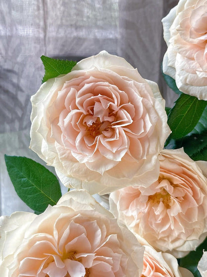 Rose  ‘ Royal Diva｜歌剧皇后'