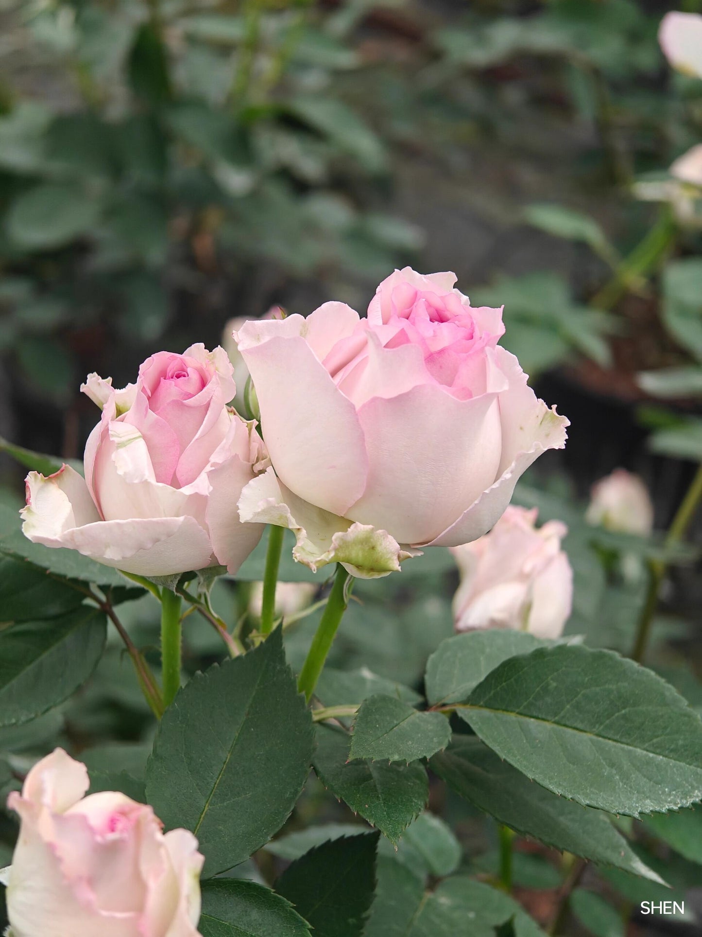 Rose  ’ Lu Ning Xiang｜露凝香 - New 2022