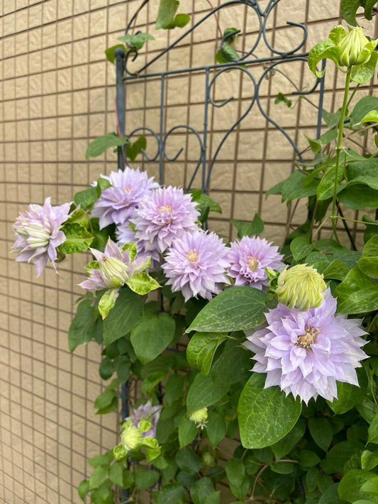 Clematis ‘’Belle of Woking｜ベルオブウォーキング| 沃金美女‘’
