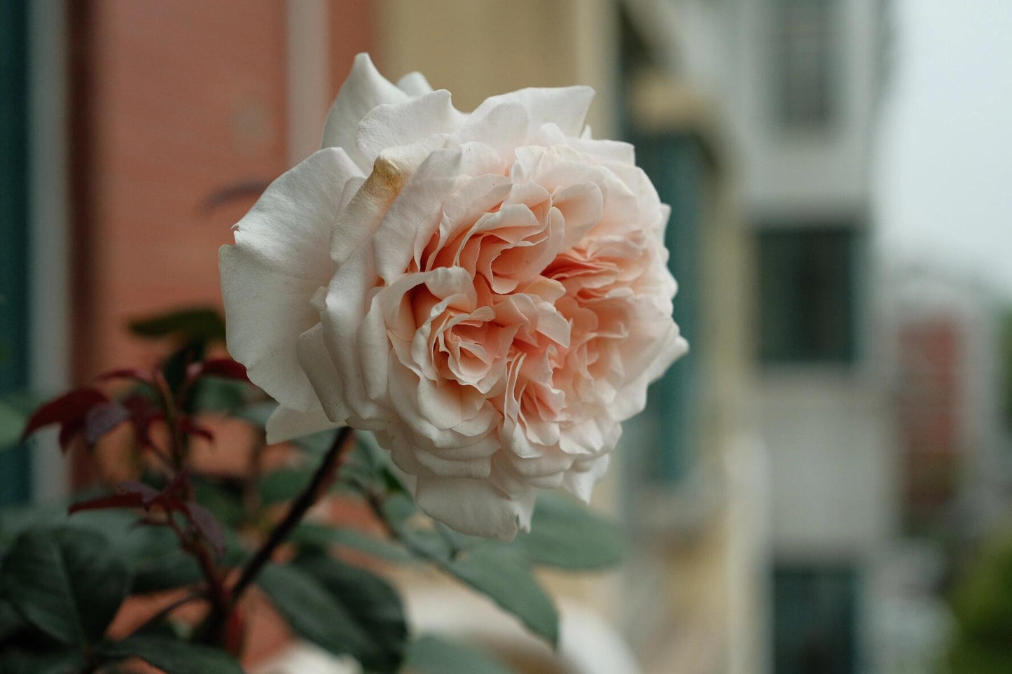 Rosa ’ Ben Weatherstaff｜ ベン ウェザースタッフ|   园丁老班 - New Variety 2020