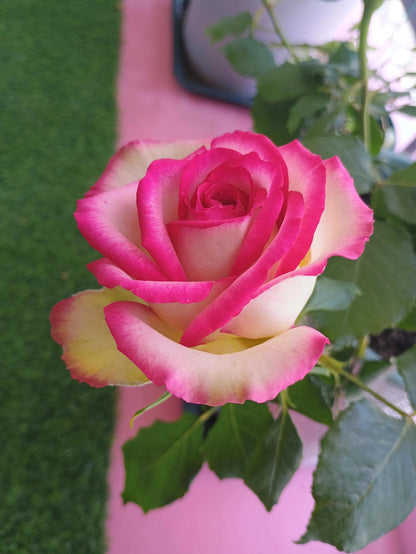 Rose is  ‘ Monroe ｜ 梦露