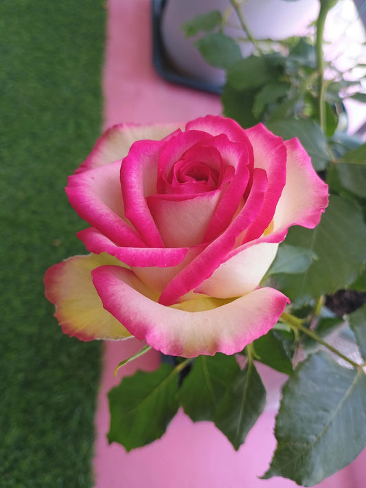 Rose is  ‘ Monroe ｜ 梦露