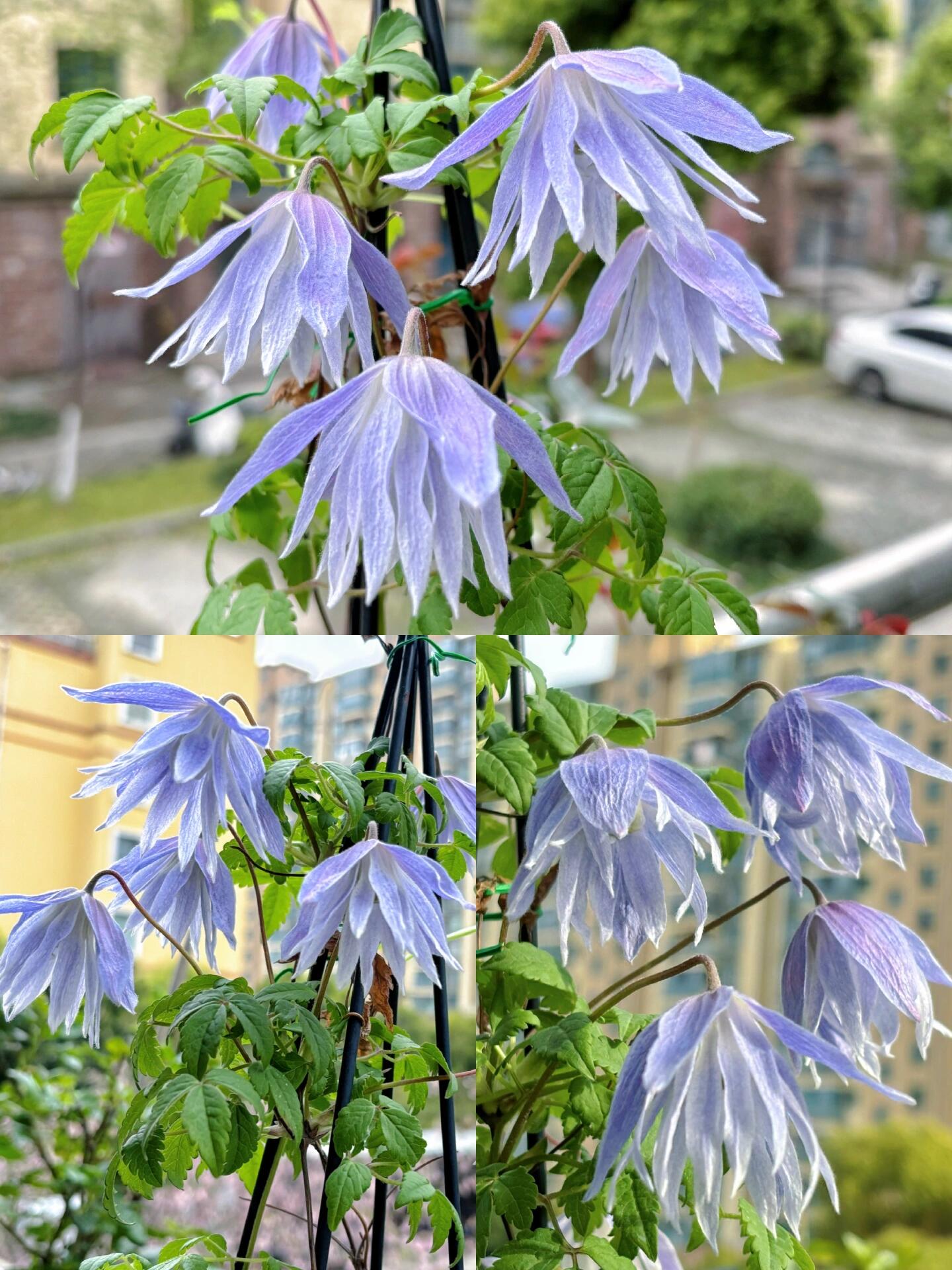 Clematis ‘’Maidwell Hall｜梅德维尔‘’