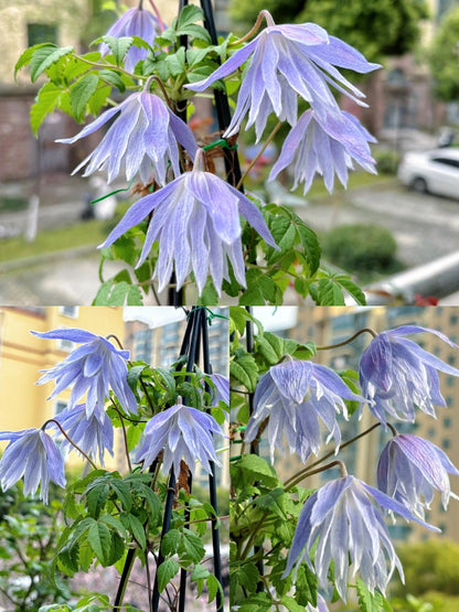 Clematis ‘’Maidwell Hall｜梅德维尔‘’