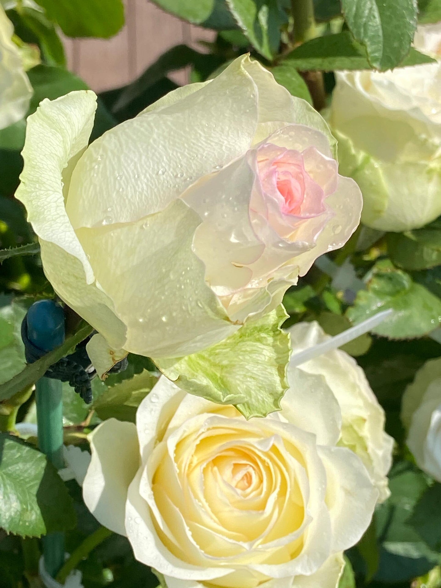 Rose  ’ White Jumilia ｜白艾莎