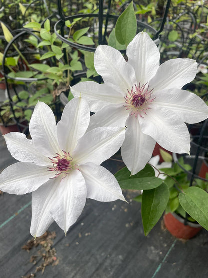 Clematis ''Haruyama｜はるやま| 晴山/ 春天''