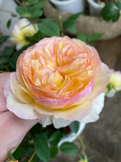 Rose ’ Kagelou| カゲロウ  | 阳炎/蜉蝣  - New varieties 2020
