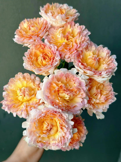 Rare Rose  ‘ Peach Anemone ｜桃子海葵 - New Variety 2023