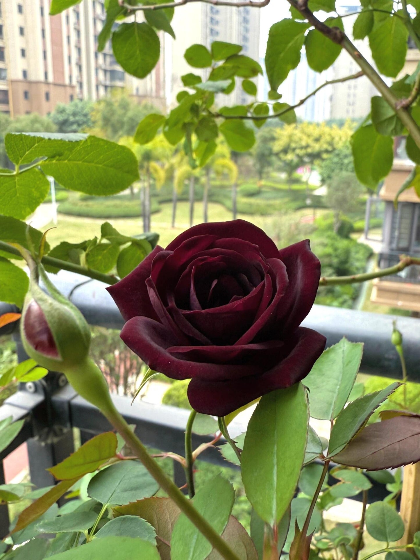 Rose  ‘ Louis XIV｜ルイ14世 ｜路易十四