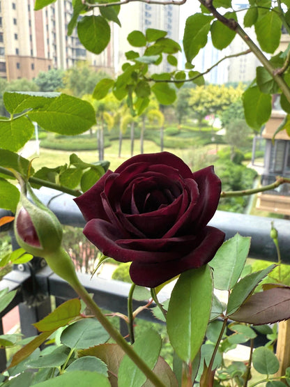 Rose  ‘ Louis XIV｜ルイ14世 ｜路易十四