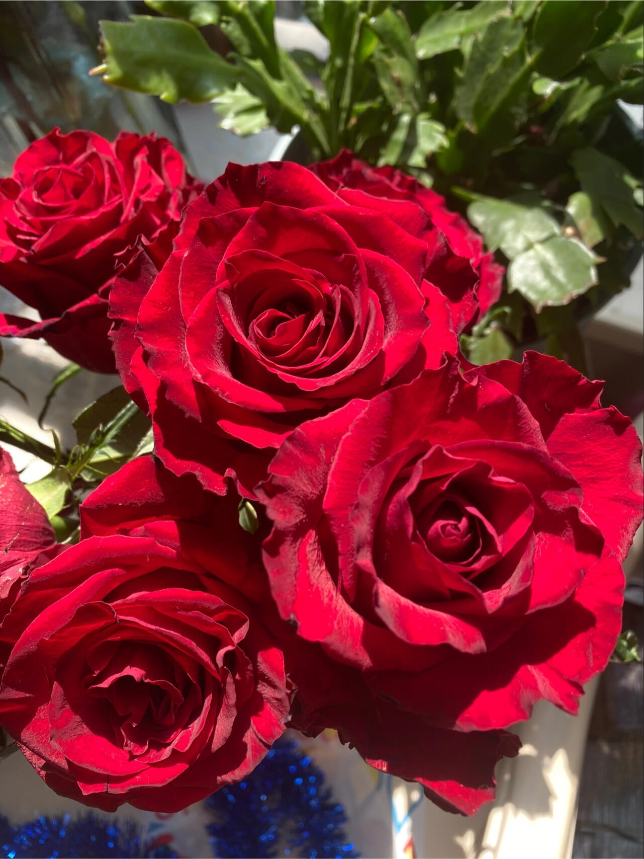 Rose  ’ Belles Rives |  美人丽芙