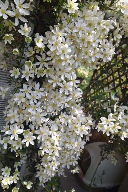 Clematis ‘’Avalanche｜雪崩‘’