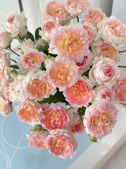 Rare Rose  ‘ Peach Anemone ｜桃子海葵 - New Variety 2023